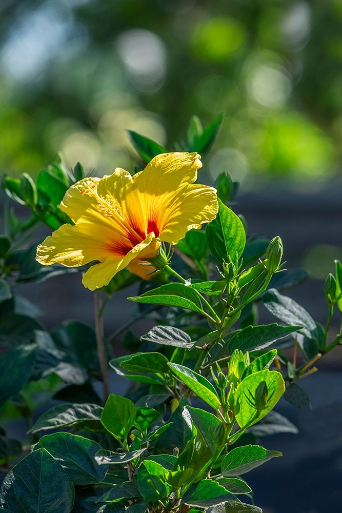 Yellow Hibiscus